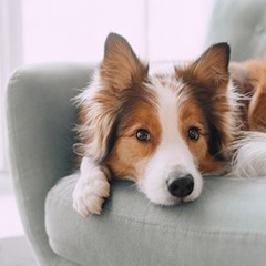 Dog looks a little too innocent?
